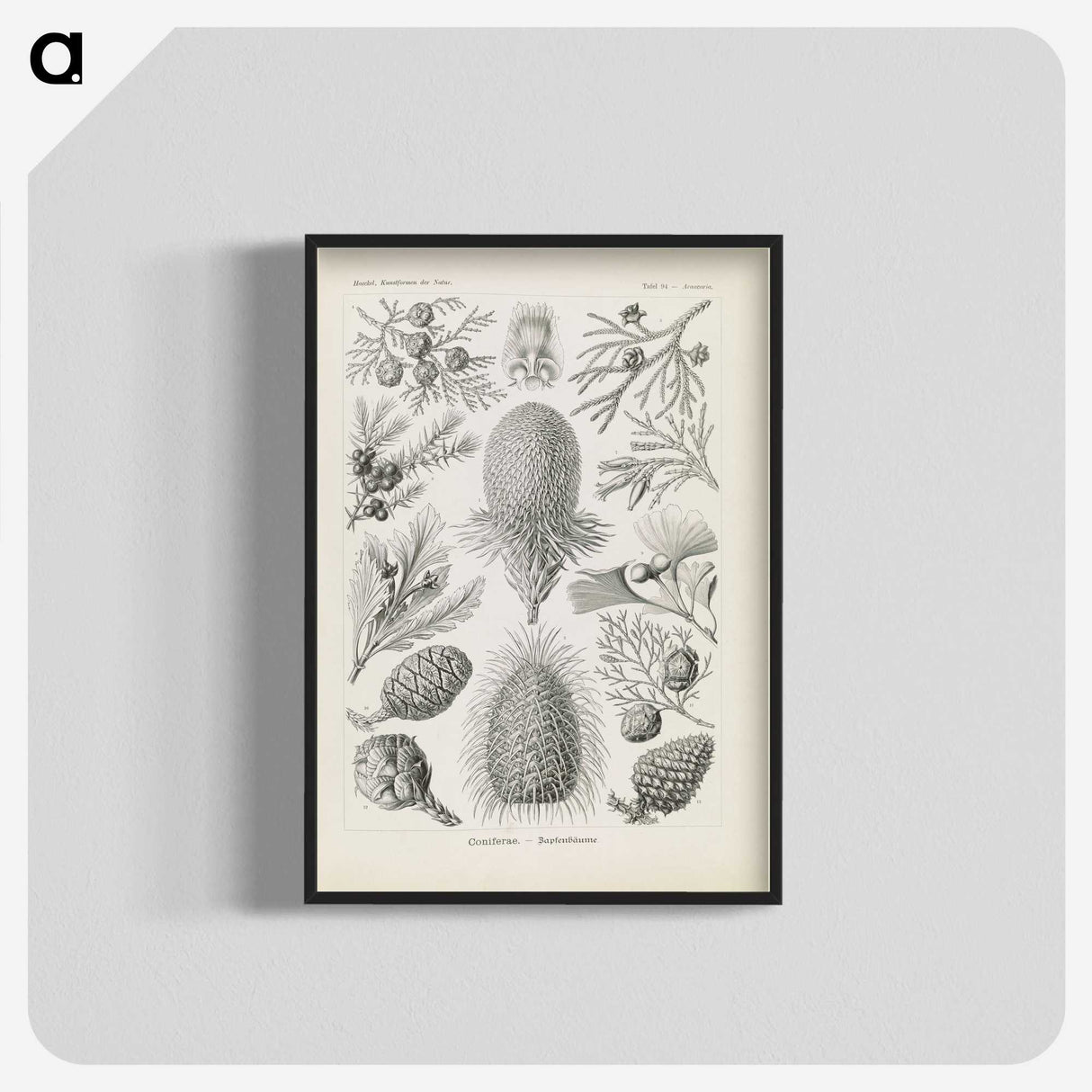 3-41_Ernst-Haeckel_blk-crop