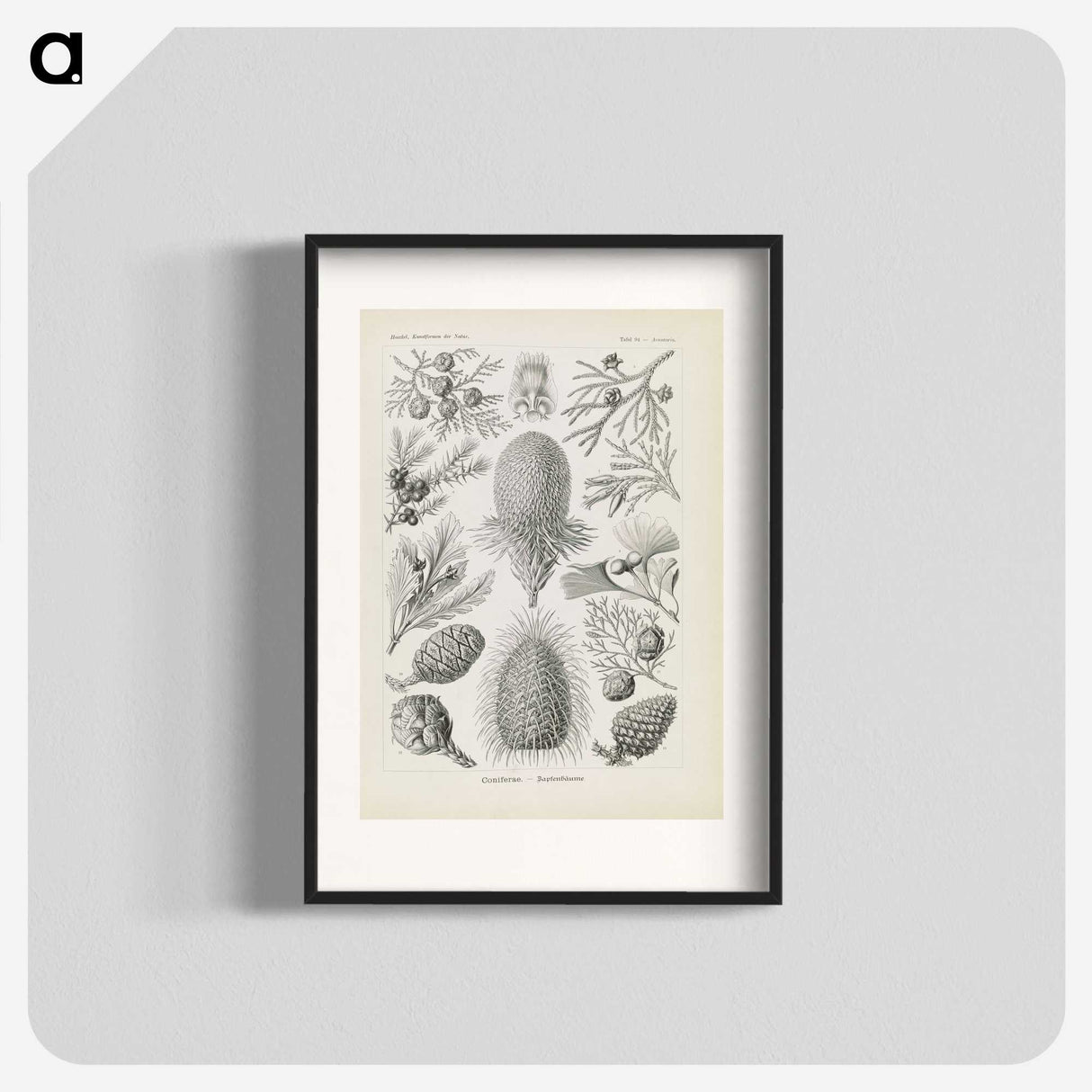 3-41_Ernst-Haeckel_blk