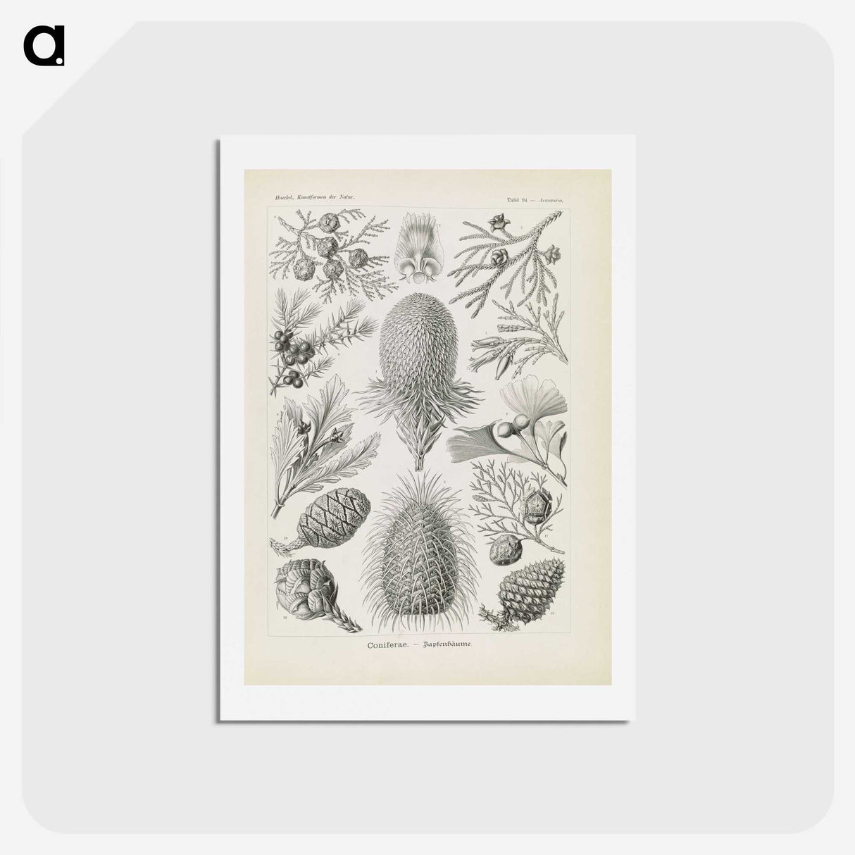 3-41_Ernst-Haeckel_hagaki