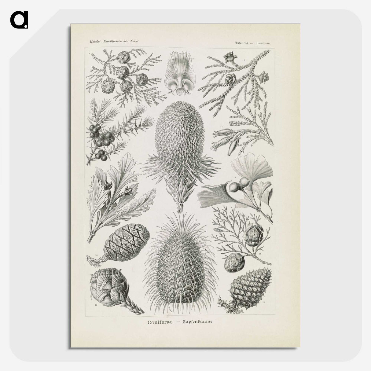 3-41_Ernst-Haeckel_picture-crop