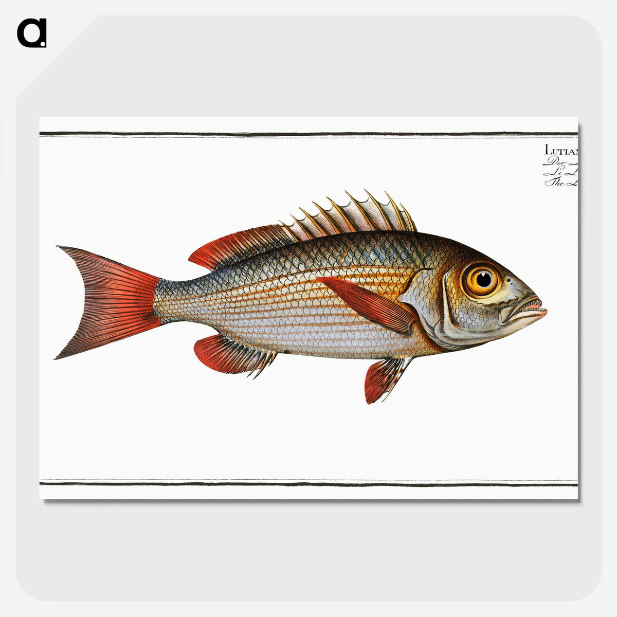3-41_Ichtyologie-ou-Histoire-naturelle_picture-crop