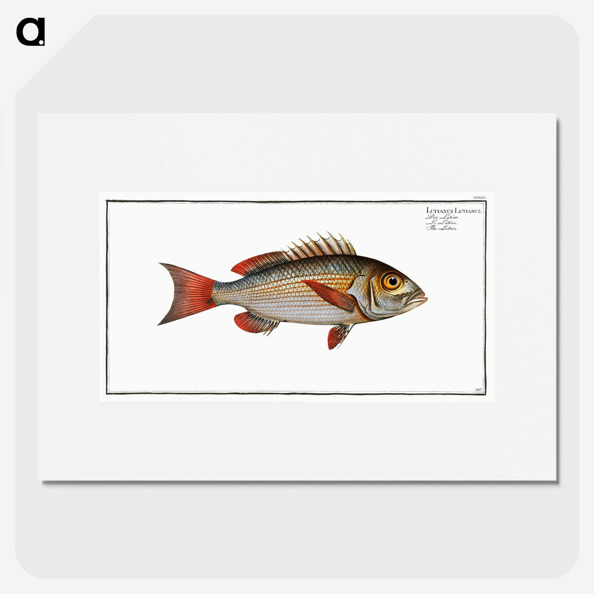 3-41_Ichtyologie-ou-Histoire-naturelle_picture