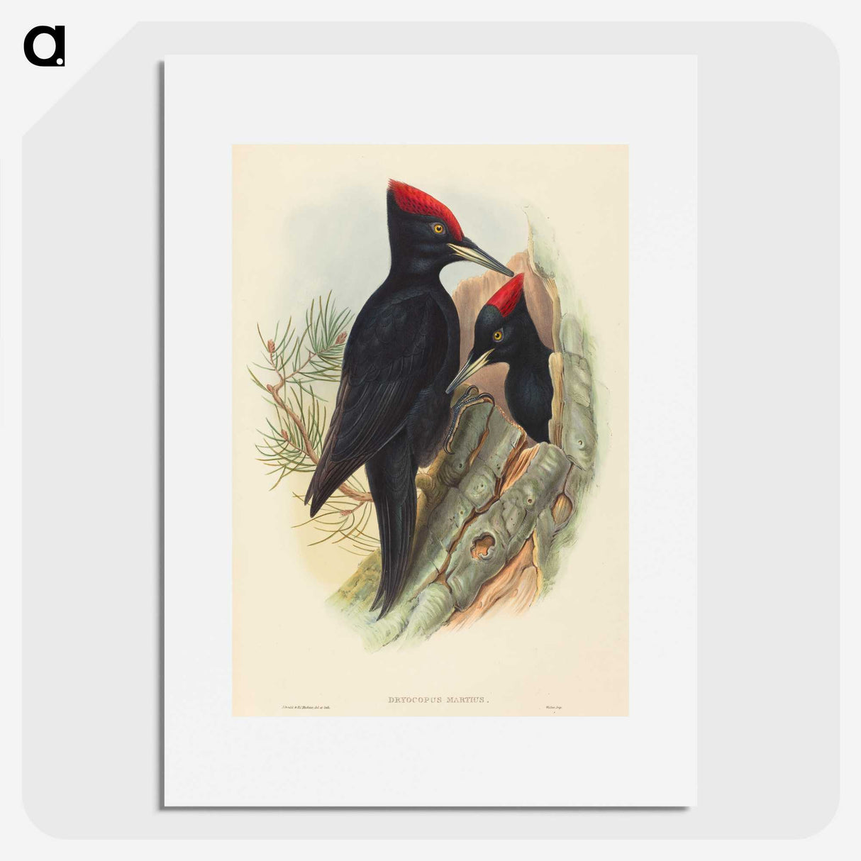 3-41_John-Gould_picture