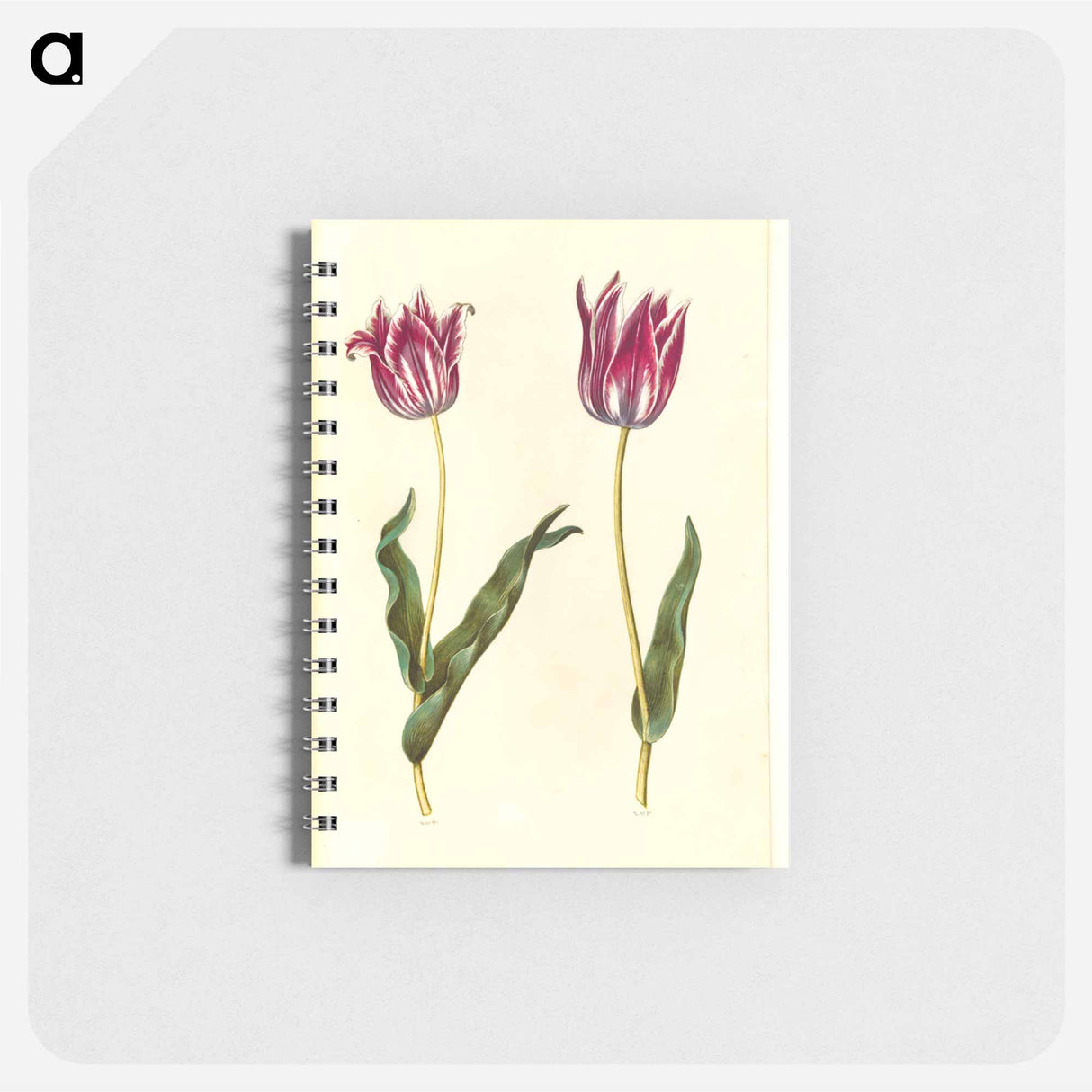 アートメモ帳-Tulipa Gesneriana
- マリア ジビーラ メーリアン Memo.