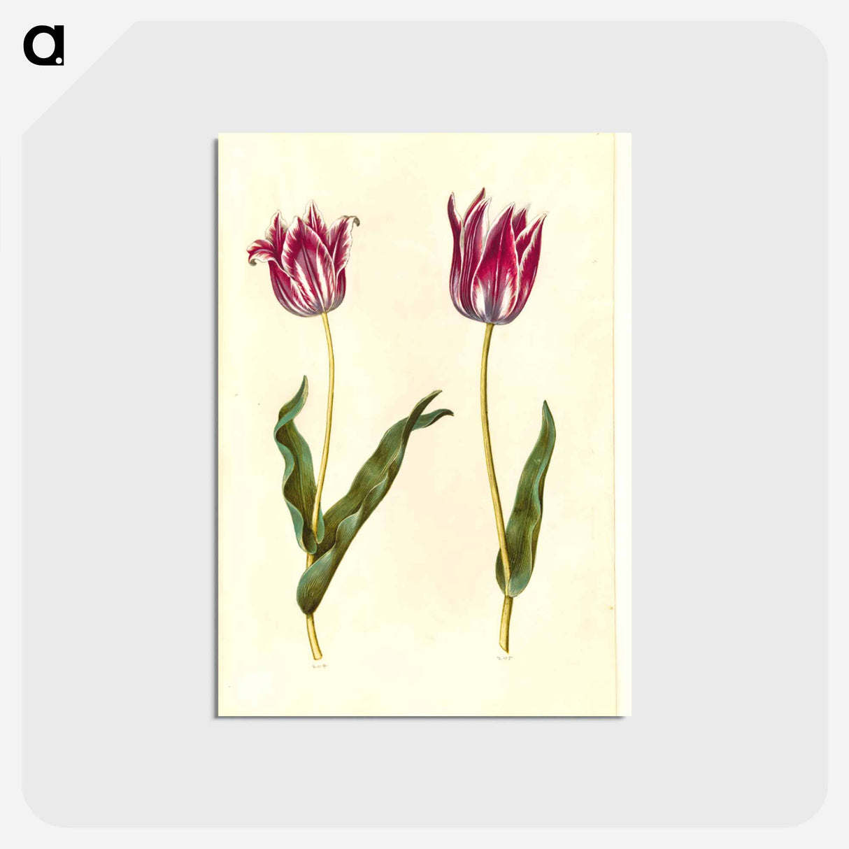 アートポストカード-Tulipa Gesneriana
- マリア ジビーラ メーリアン Postcard.