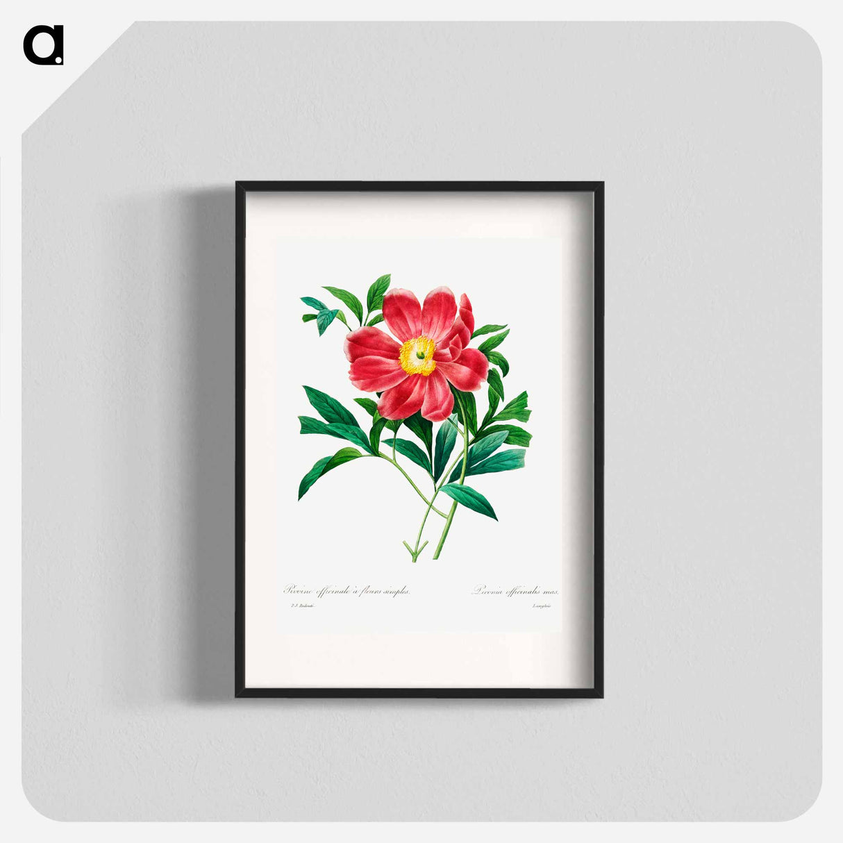 Red peony - Pierre Joseph Redouté Poster.
