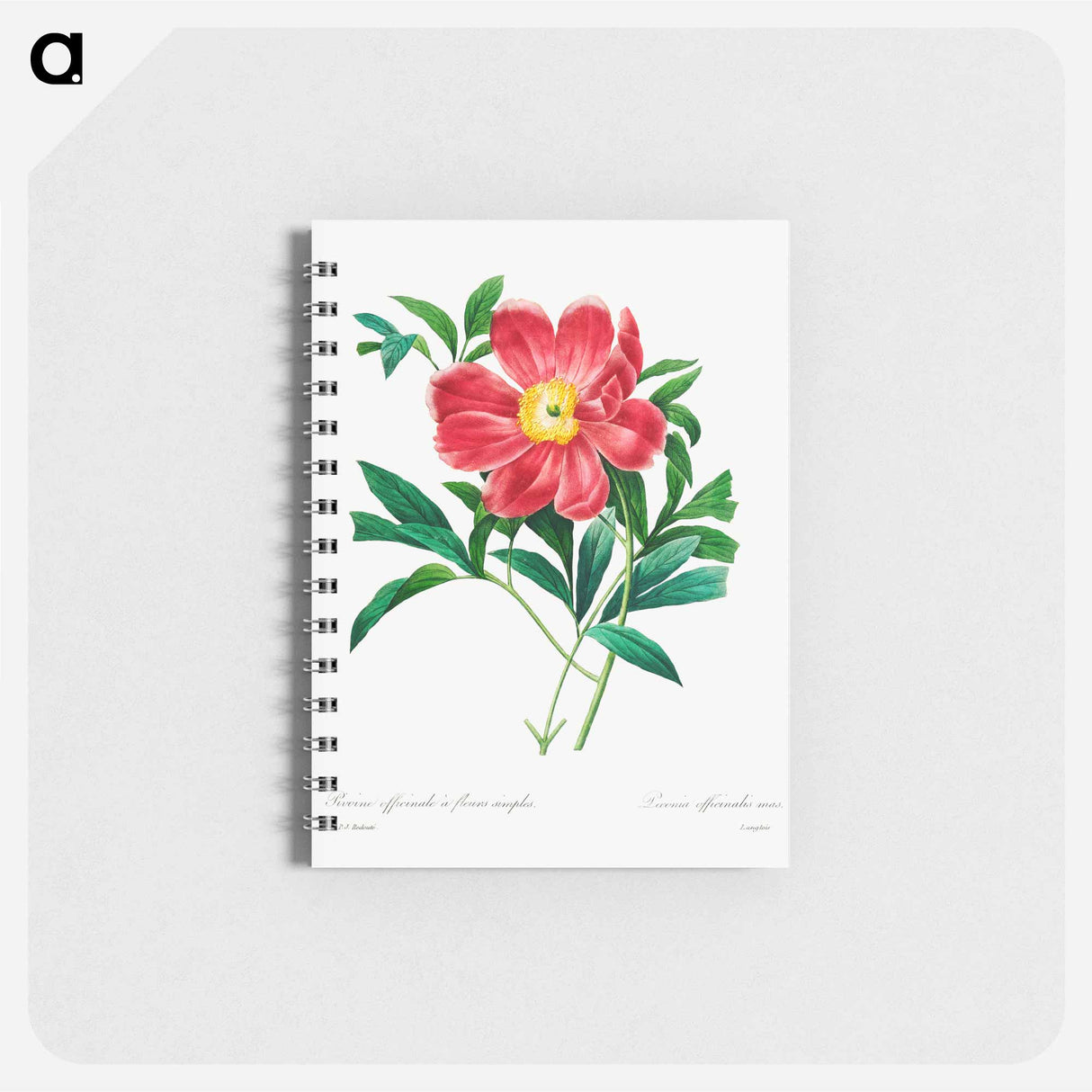 Red peony - ピエール ジョゼフ ルドゥーテ Memo.