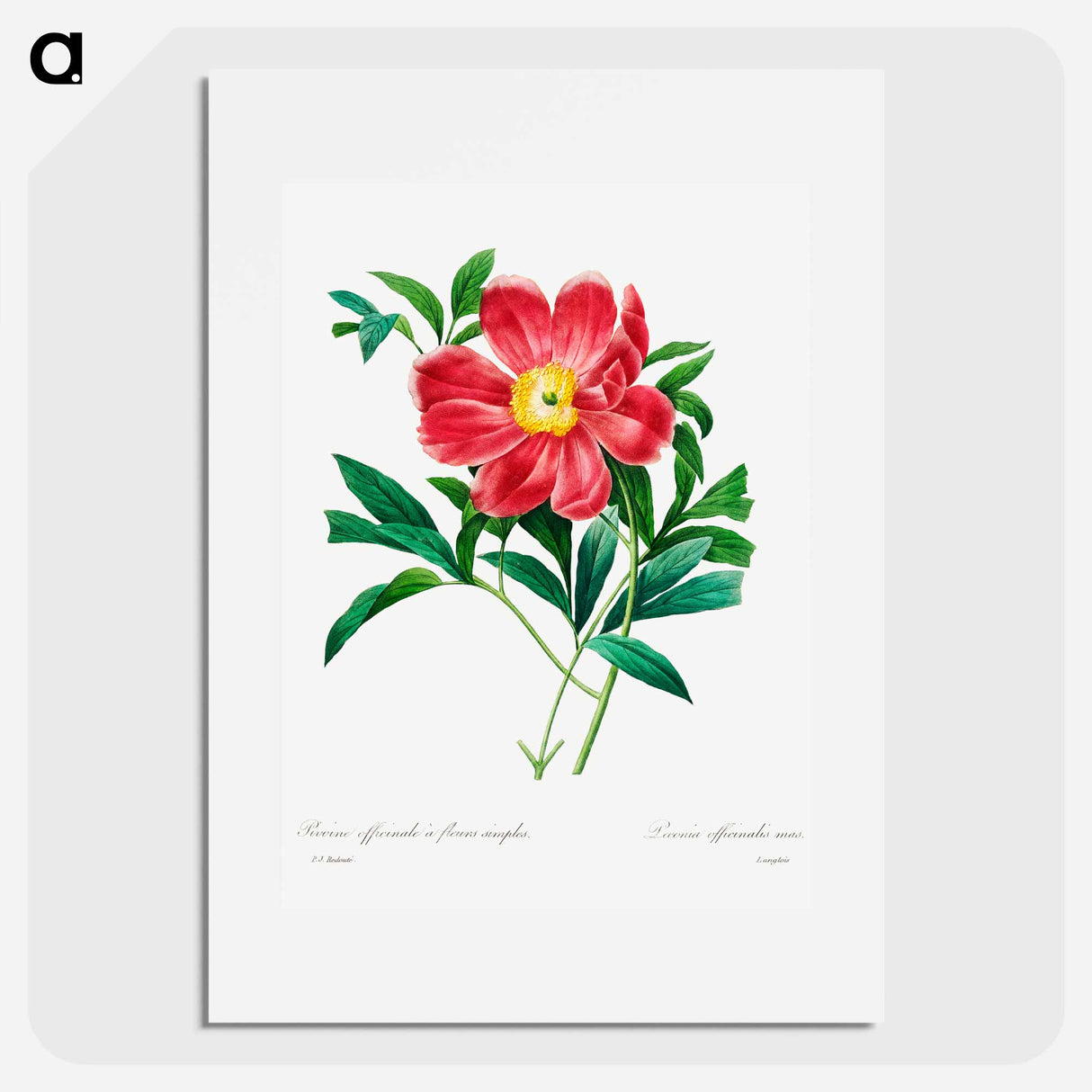 Red peony - Pierre Joseph Redouté Poster.