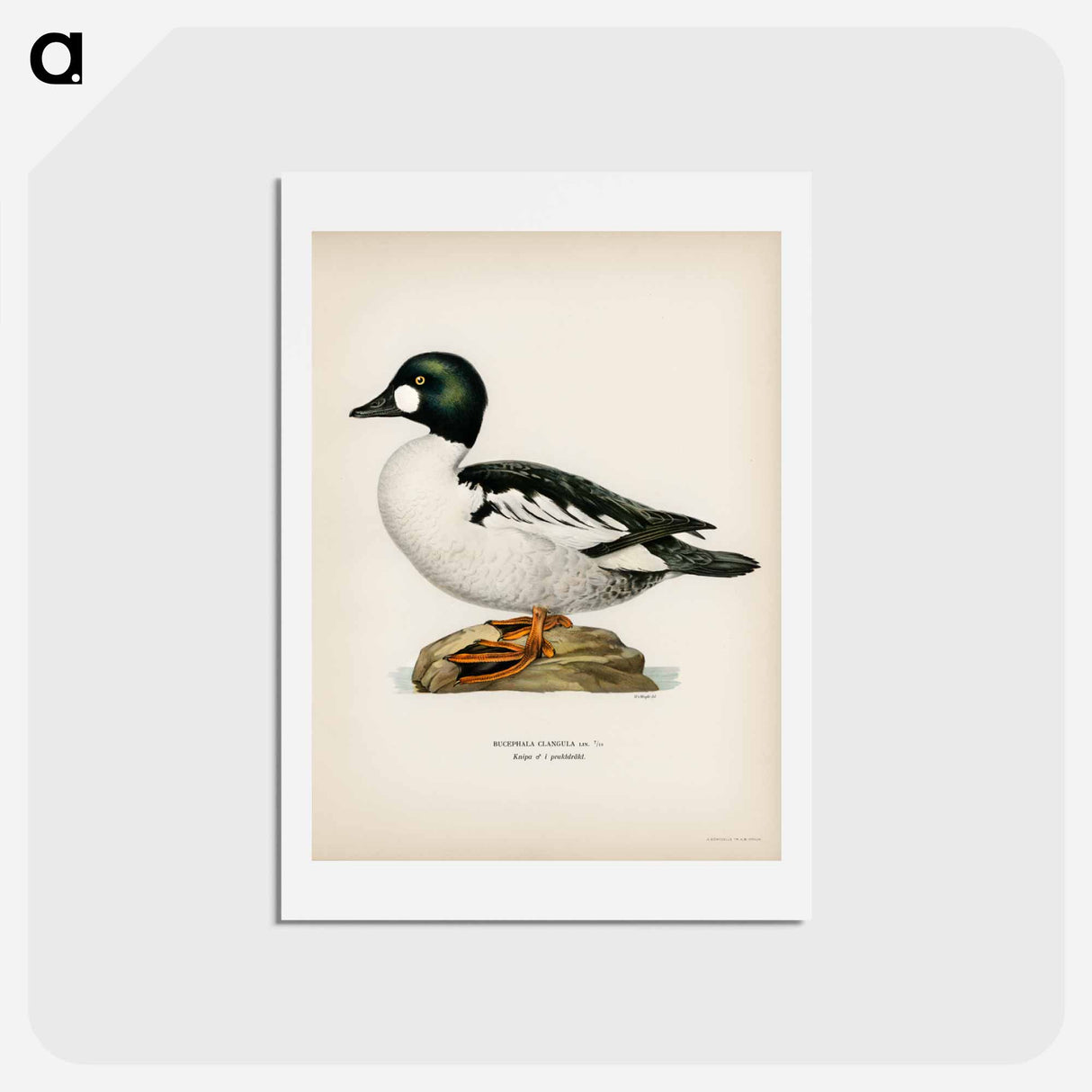 アートポストカード-Bucephala Clangula
- スヴェンスカ フォグラル Postcard.