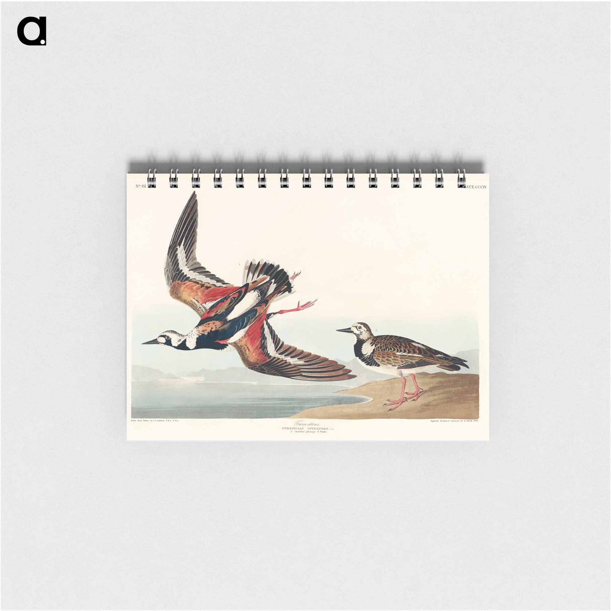 アートメモ帳-Turn-stone from Birds of America
- アメリカの鳥たち Memo.