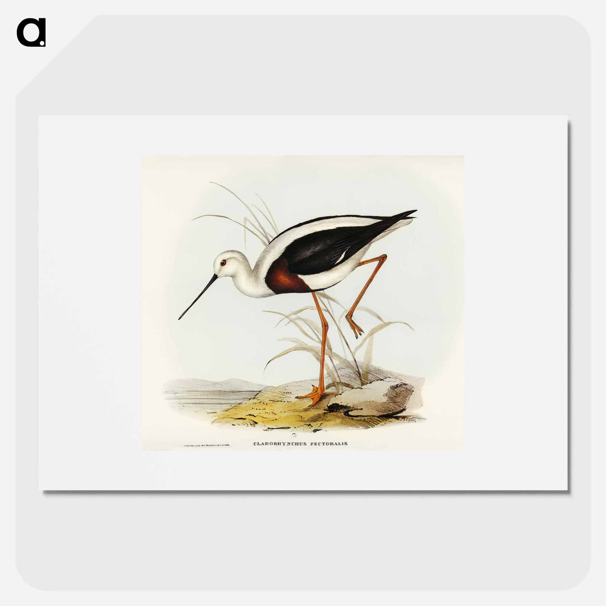 アートポスター-Banded Stilt
- オーストラリアの鳥 Poster.