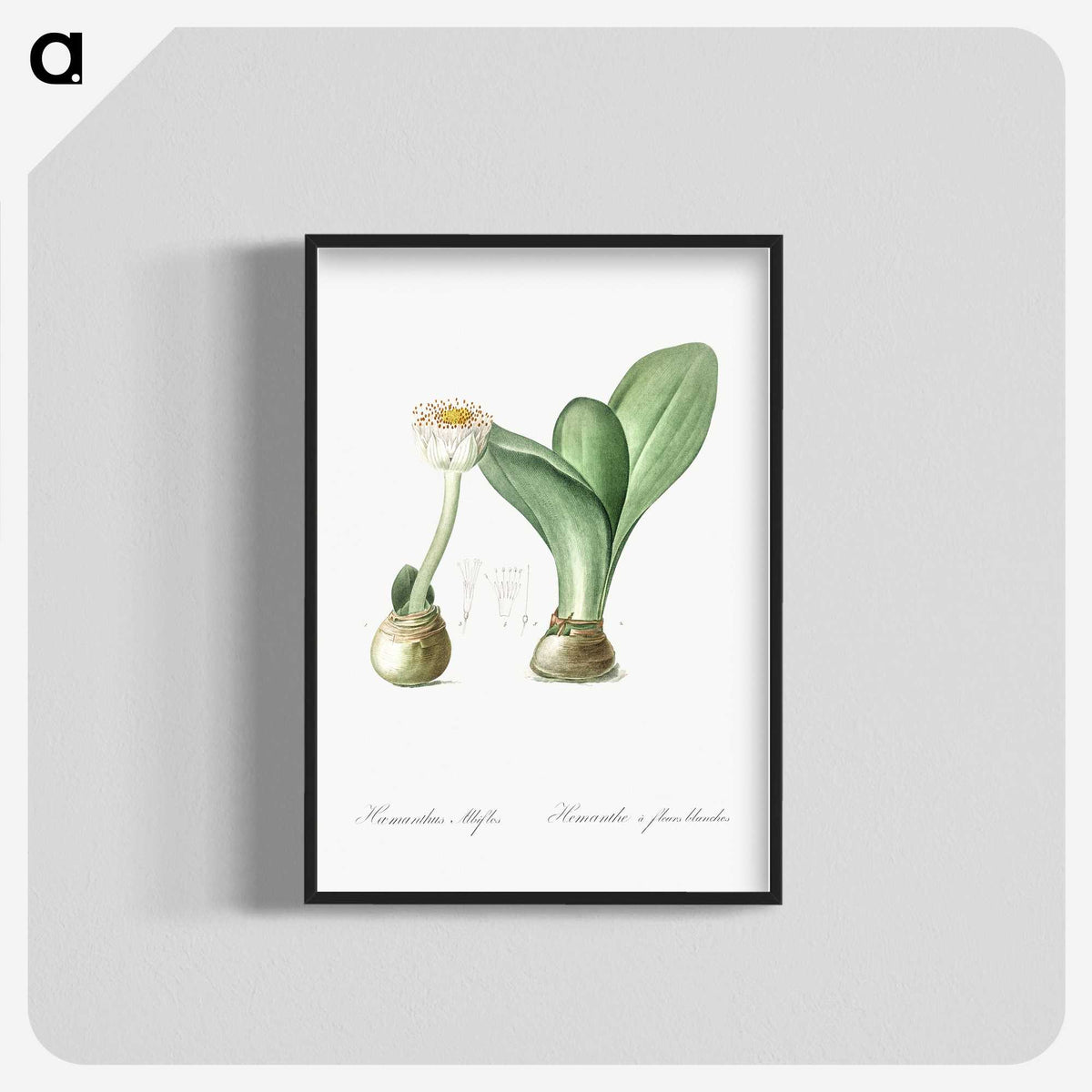 3-41_The-Lilies_blk-crop