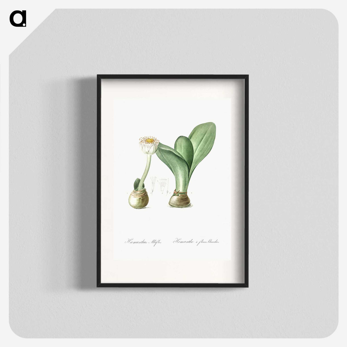 3-41_The-Lilies_blk