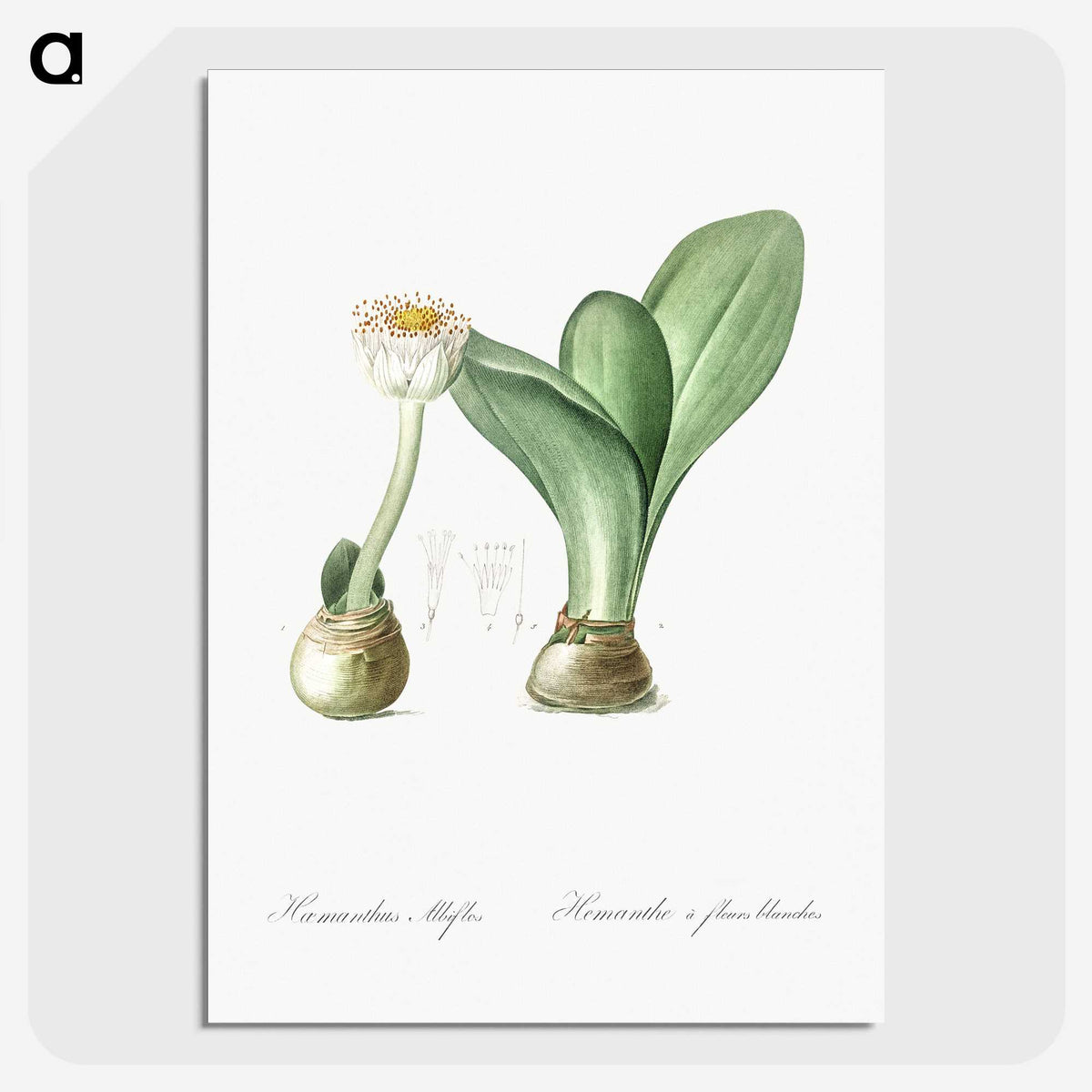 3-41_The-Lilies_picture-crop