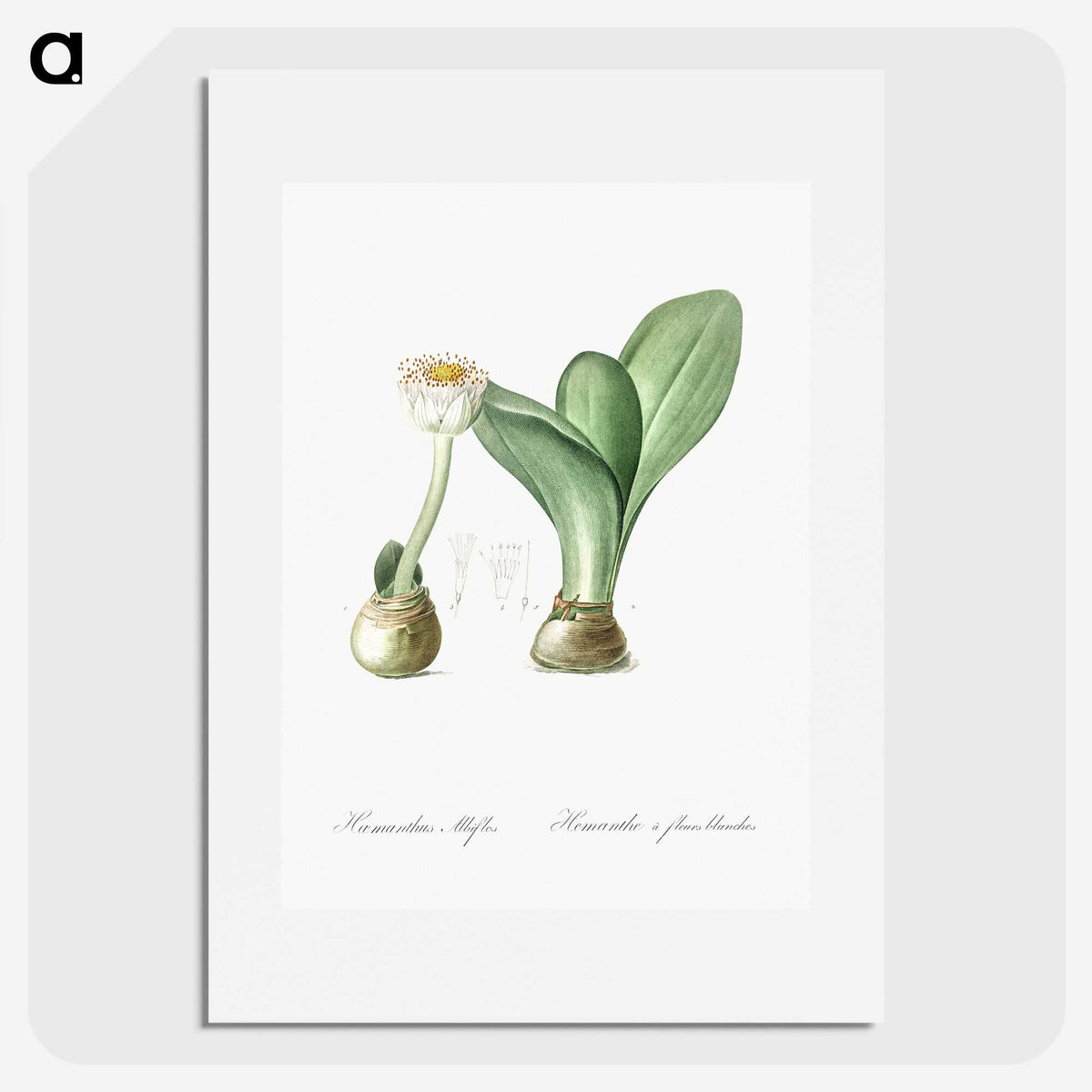 3-41_The-Lilies_picture