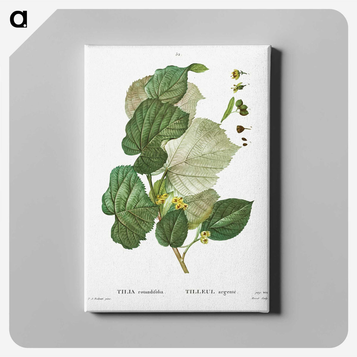 3-41_Treatise-on-Trees-and-Shrubs_canvas