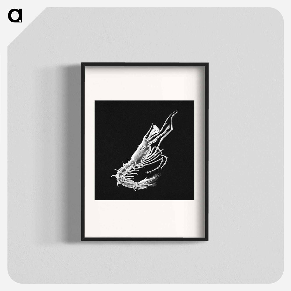 Vintage prawn marine life illustration - エルンスト ヘッケル Poster.