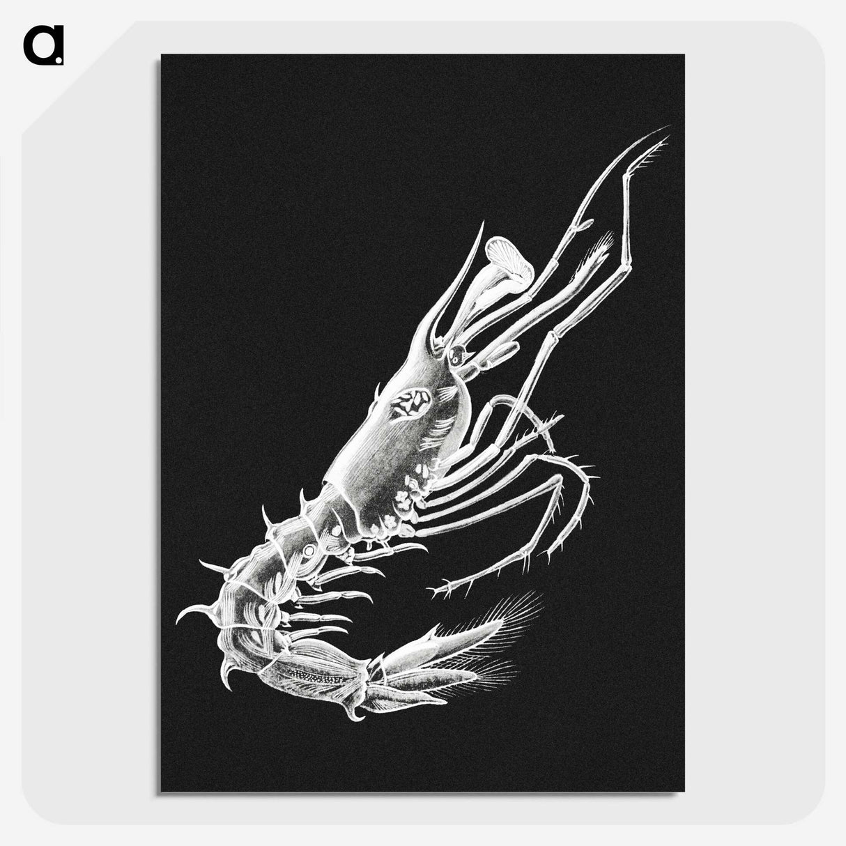 3-42_Ernst-Haeckel_picture-crop