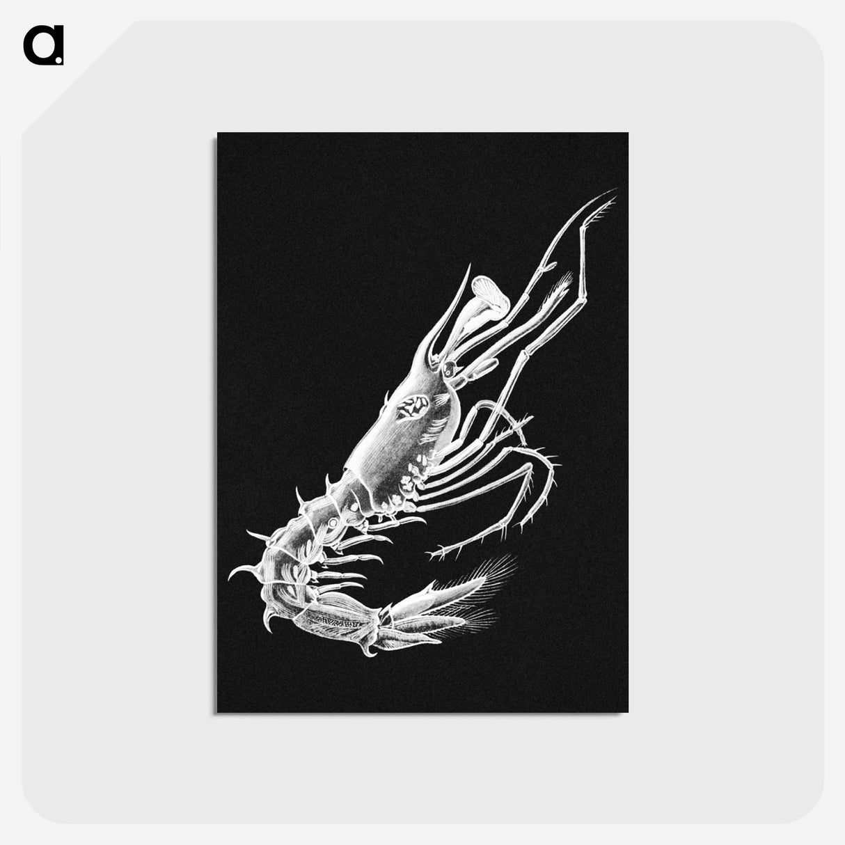 アートポストカード-Vintage prawn marine life illustration - エルンスト ヘッケル Postcard.