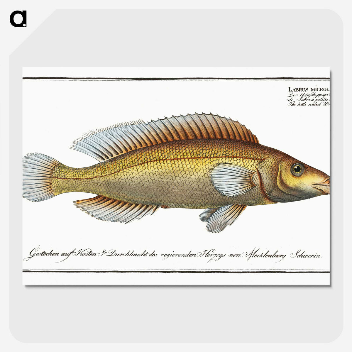 3-42_Ichtyologie-ou-Histoire-naturelle_picture-crop