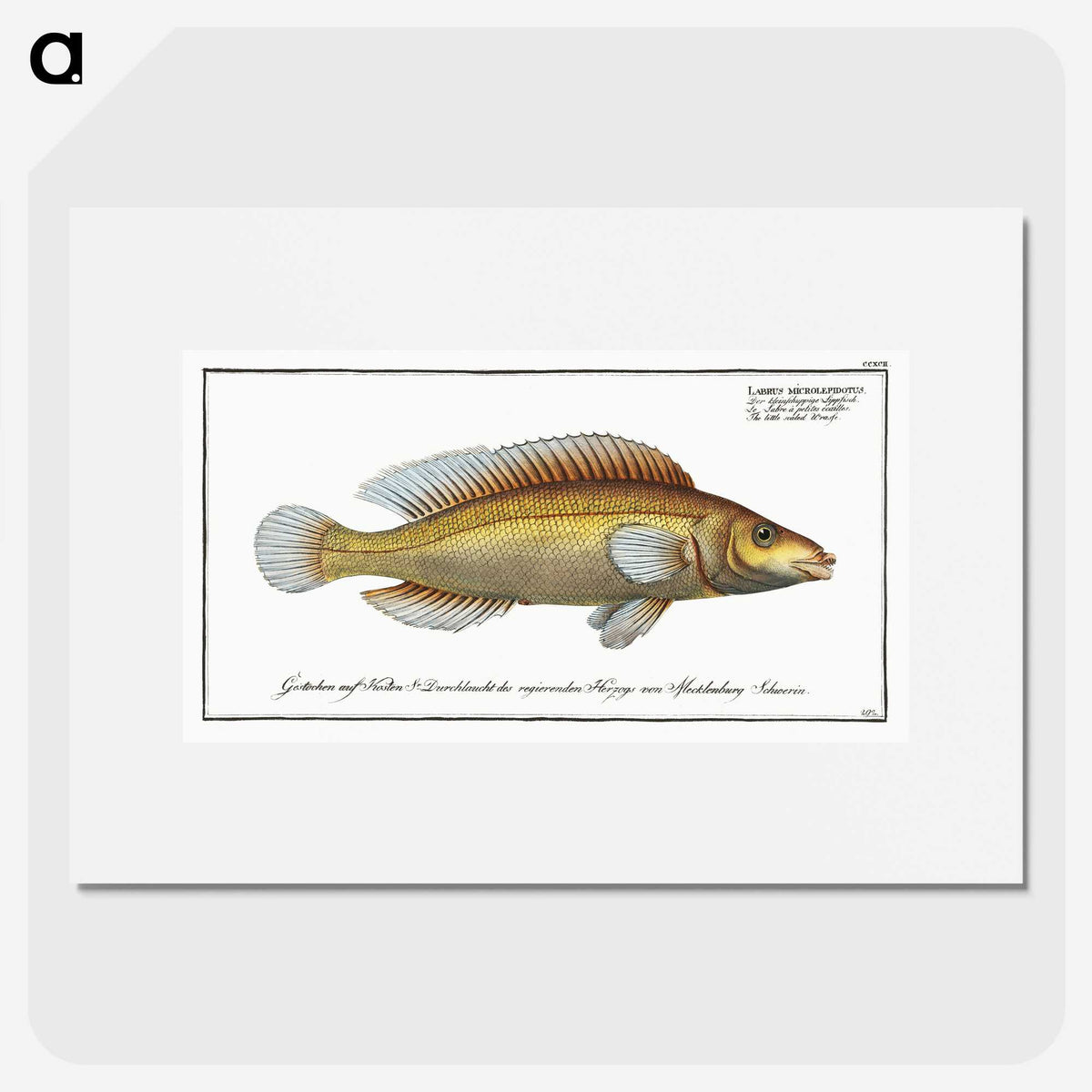 3-42_Ichtyologie-ou-Histoire-naturelle_picture