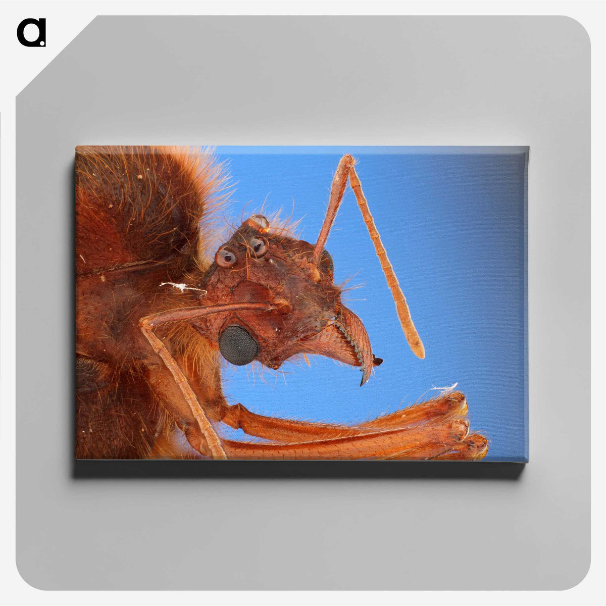 3-42_Insects-Unlocked-Project_canvas
