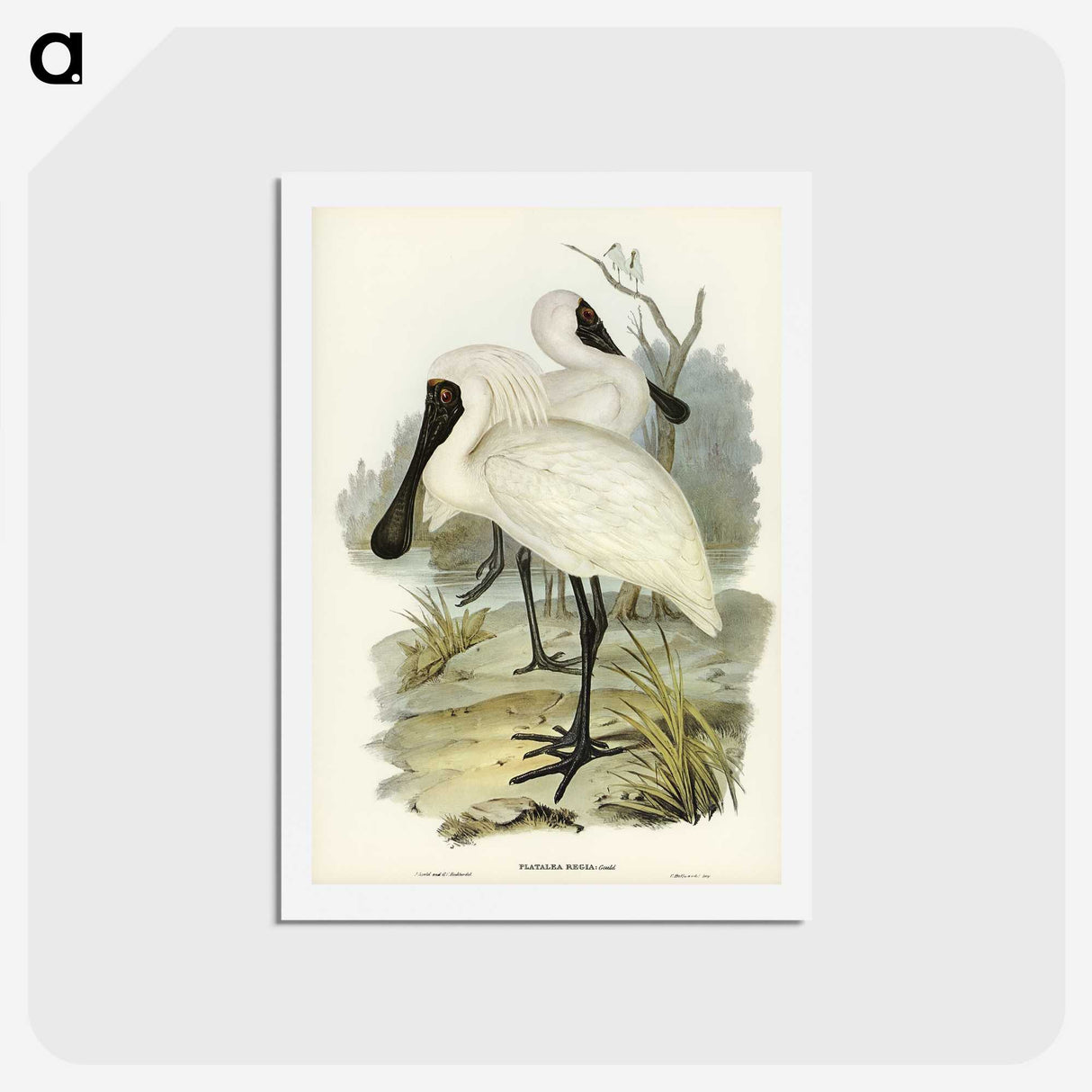 3-42_John-Gould_hagaki