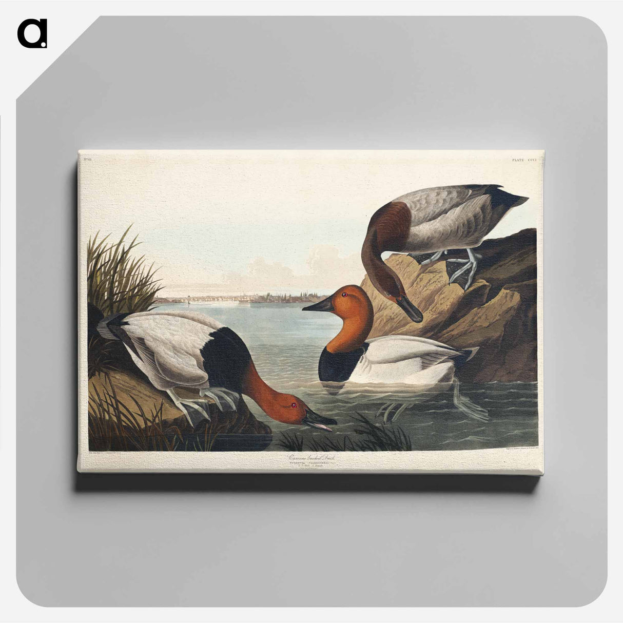 アートパネル-Canvas Backed Duck
- ジョン ジェームス オーデュボン Canvas.