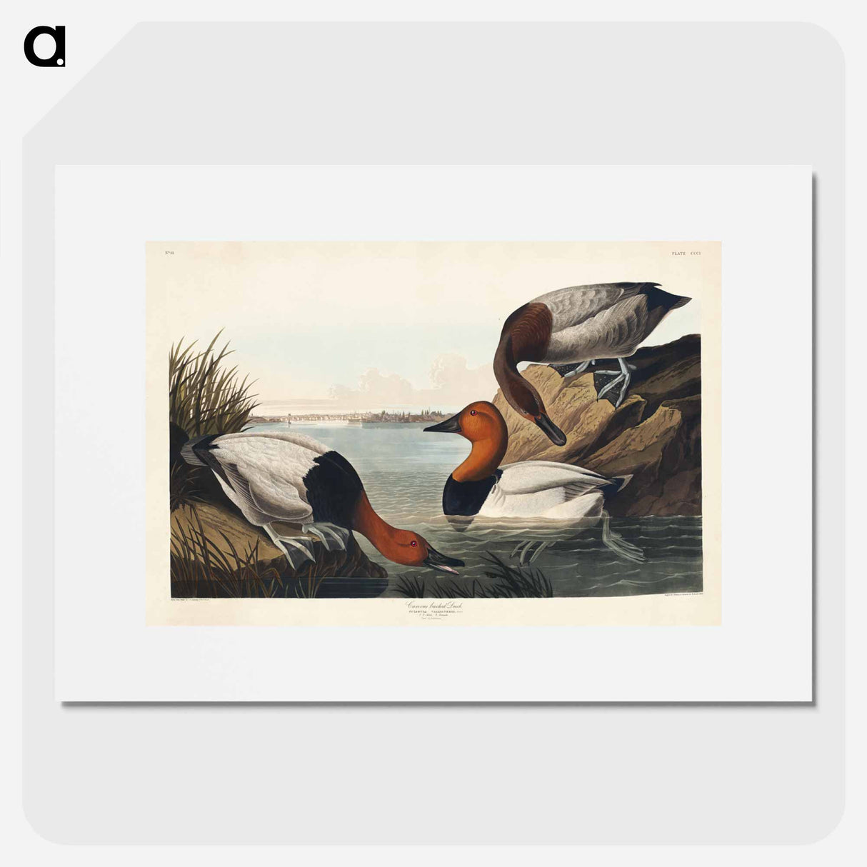 アートポスター-Canvas Backed Duck
- ジョン ジェームス オーデュボン Poster.