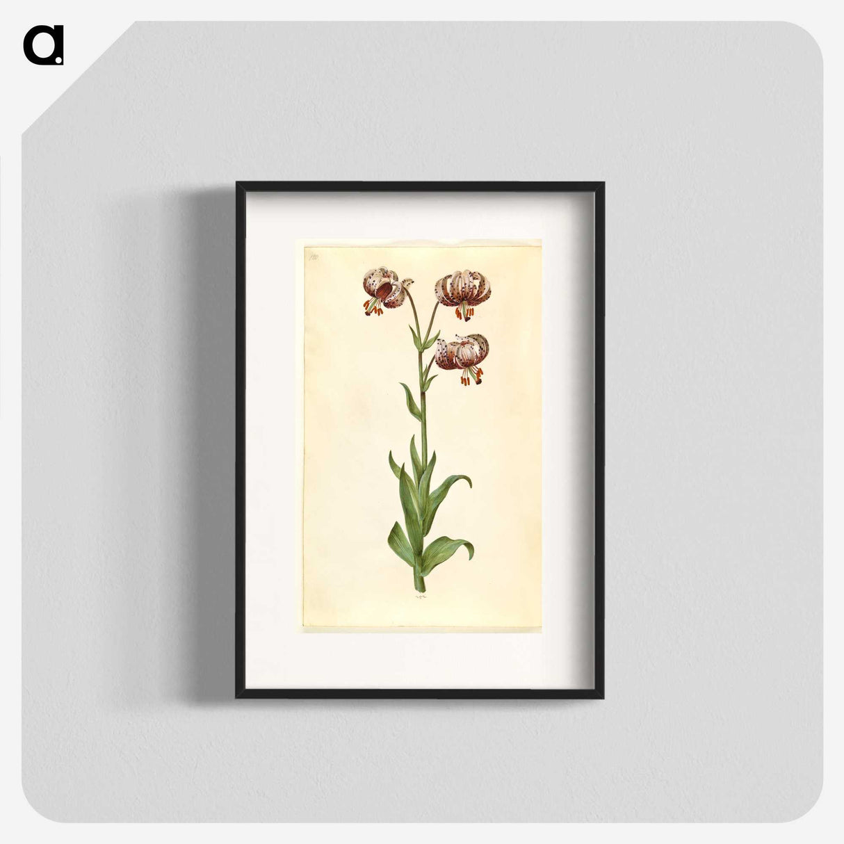 3-42_Maria-Sibylla-Merian_blk