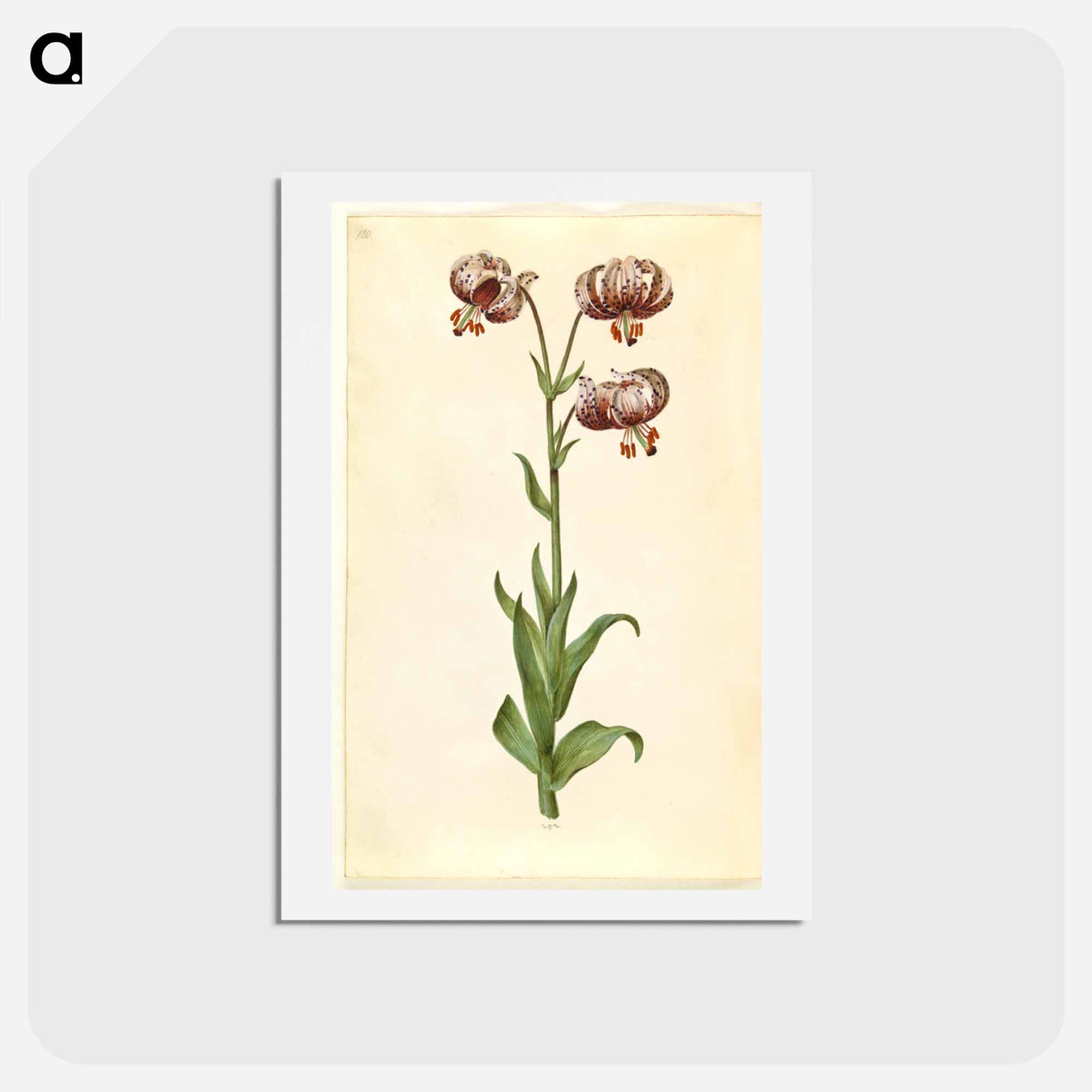 アートポストカード-Lilium Martagon
- マリア ジビーラ メーリアン Postcard.