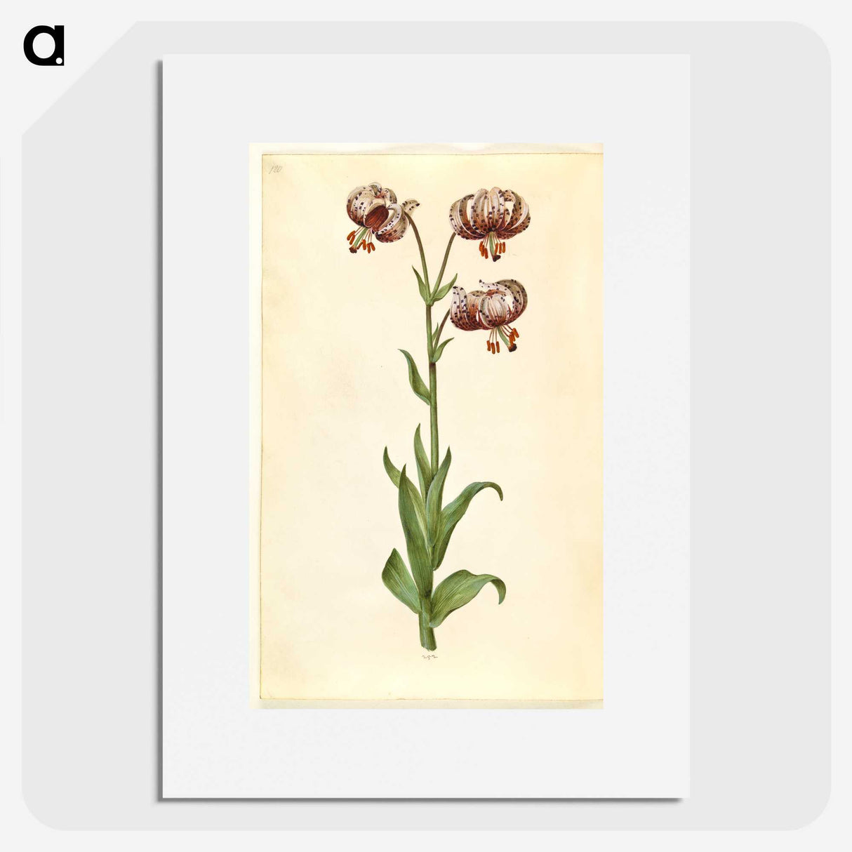 3-42_Maria-Sibylla-Merian_picture