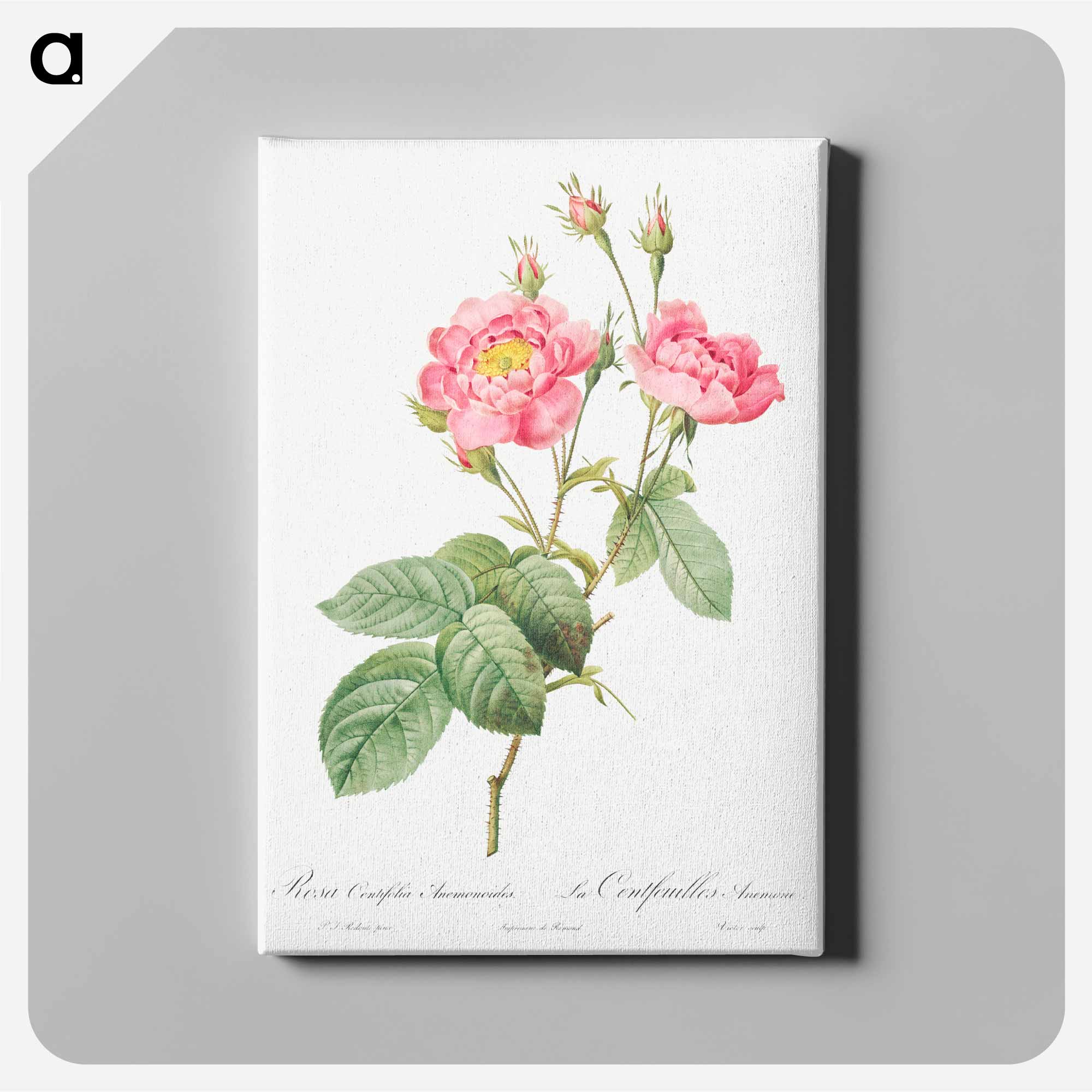 ルドゥーテ　バラ　アネモネ　テッセン　ブーケP.J. Redouté 花の絵 ルドゥーテ バラ アネモネ テッセン ブーケP.J. Redouté 花の絵 薔薇