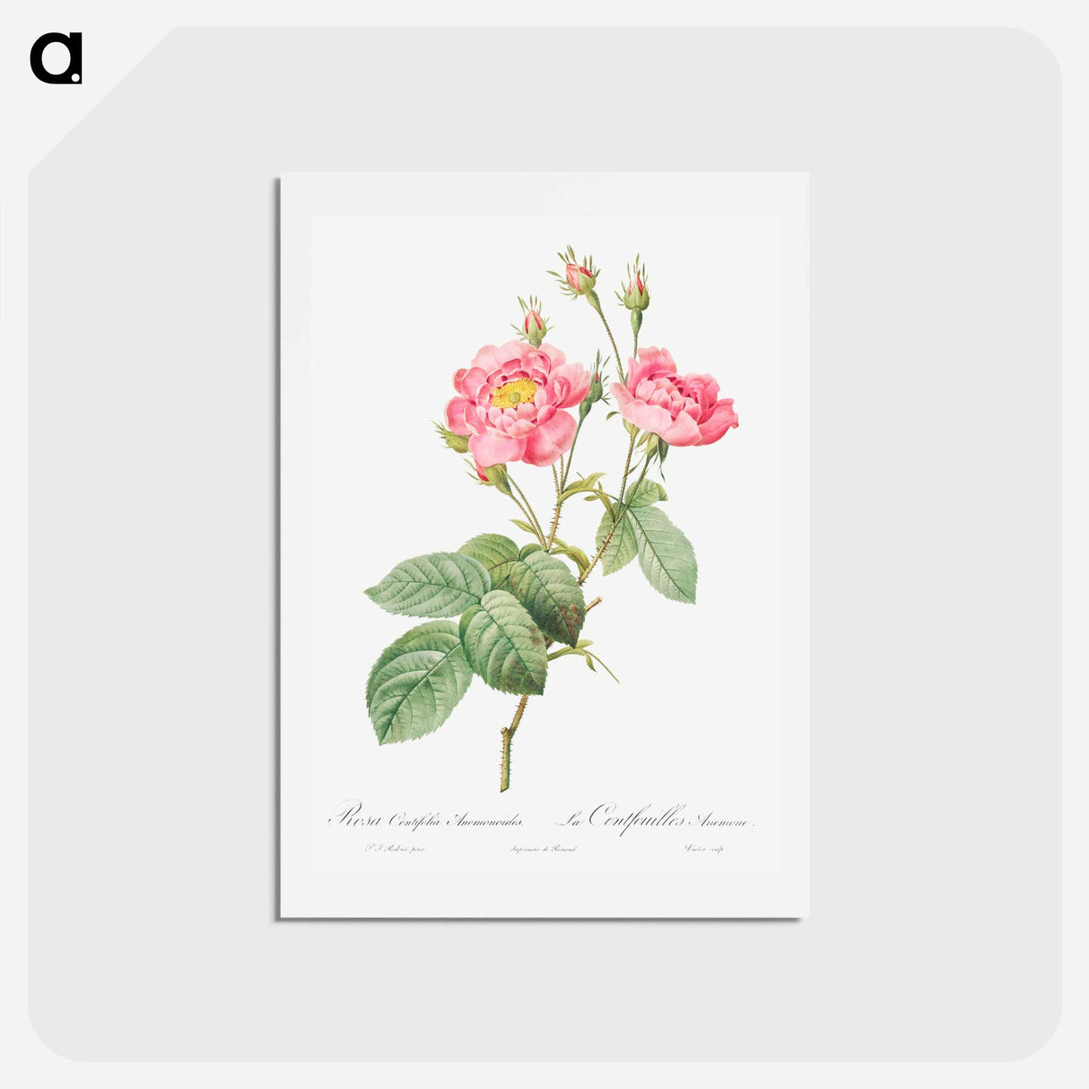 アートポストカード-Rosa centifolia anemonoides - ピエール ジョゼフ ルドゥーテ Postcard.