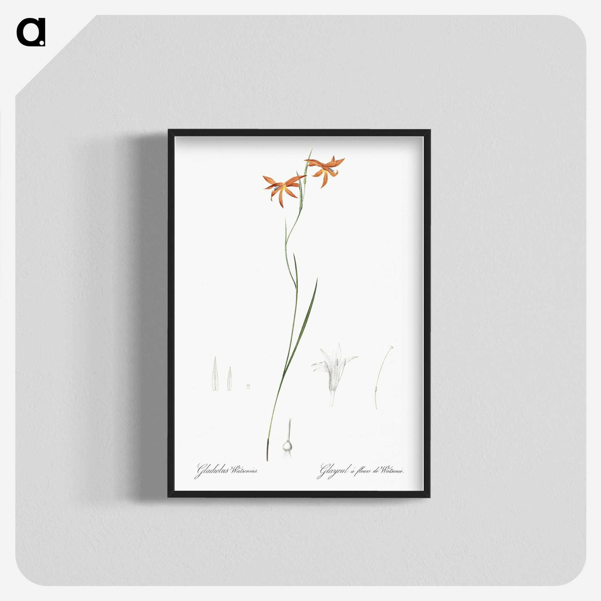 3-42_The-Lilies_blk-crop