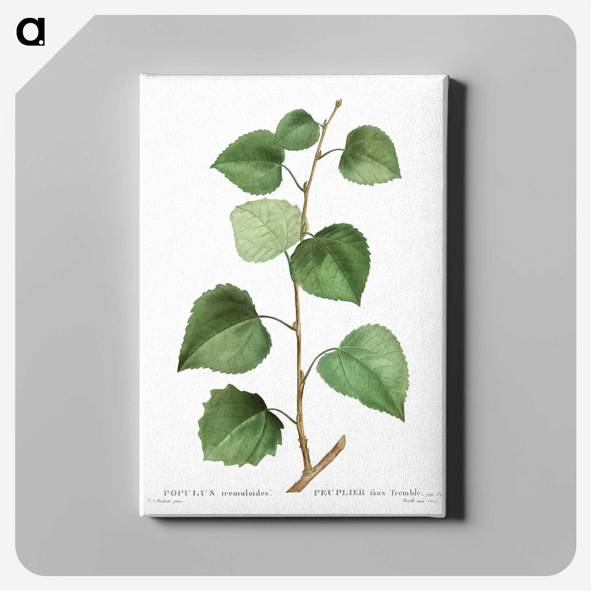 3-42_Treatise-on-Trees-and-Shrubs_canvas