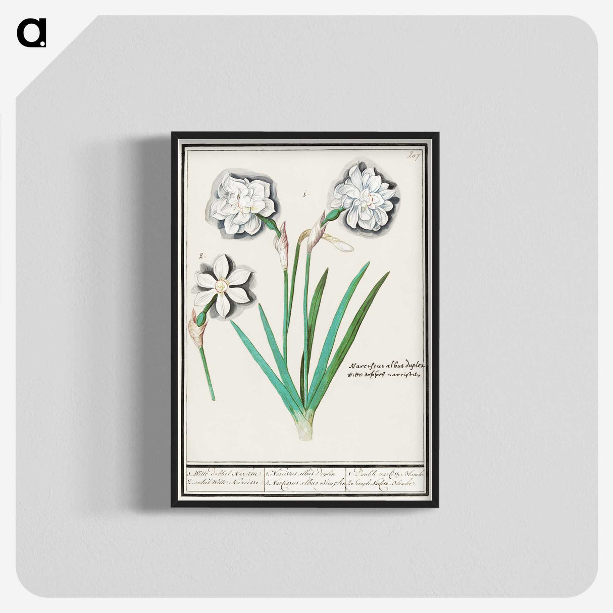 3-43_Anselmus-Boetius-de-Boodt_blk-crop