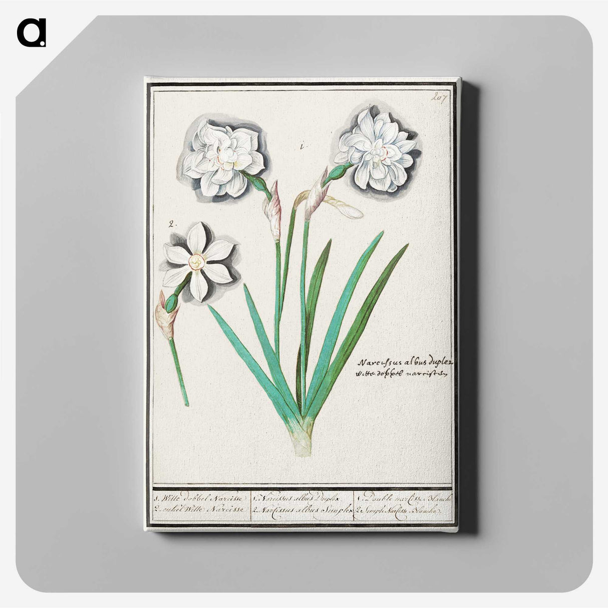3-43_Anselmus-Boetius-de-Boodt_canvas