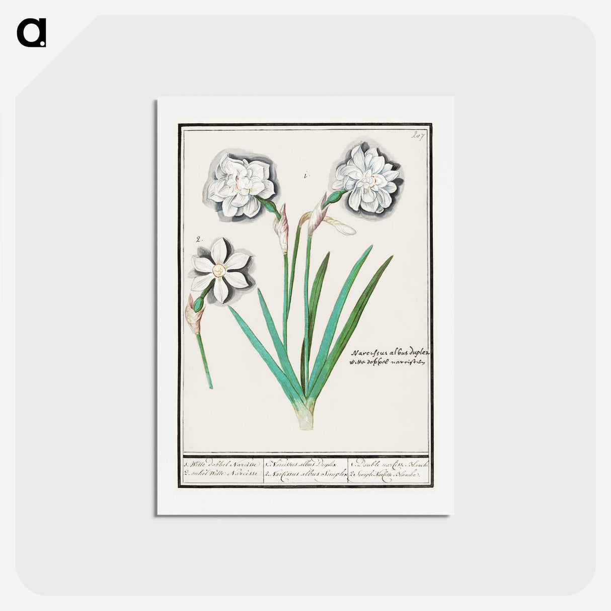 3-43_Anselmus-Boetius-de-Boodt_hagaki