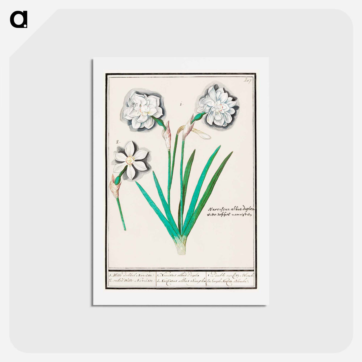 White daffodil, Narcissus - アンセルムス ボエティウス デ ブート Postcard.