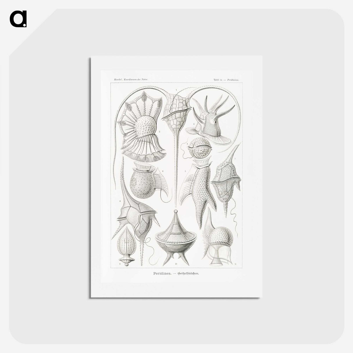 3-43_Ernst-Haeckel_hagaki