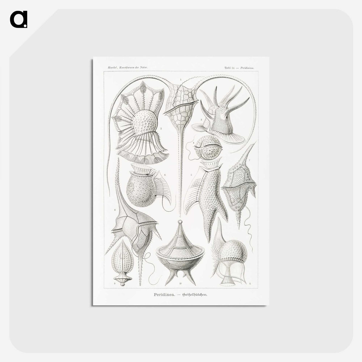3-43_Ernst-Haeckel_postcard