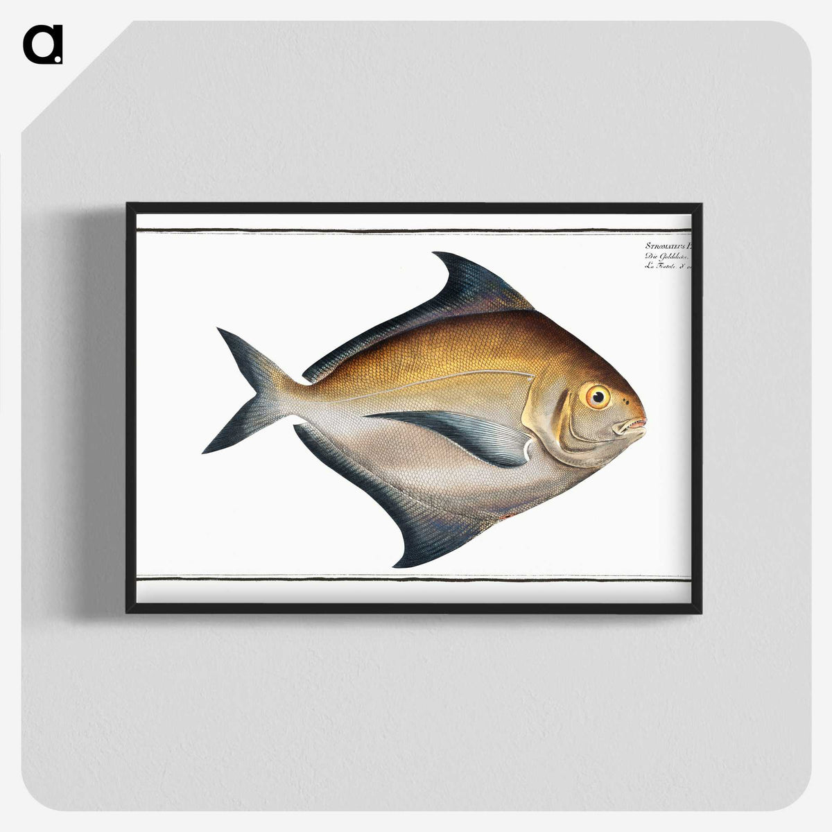 3-43_Ichtyologie-ou-Histoire-naturelle_blk-crop