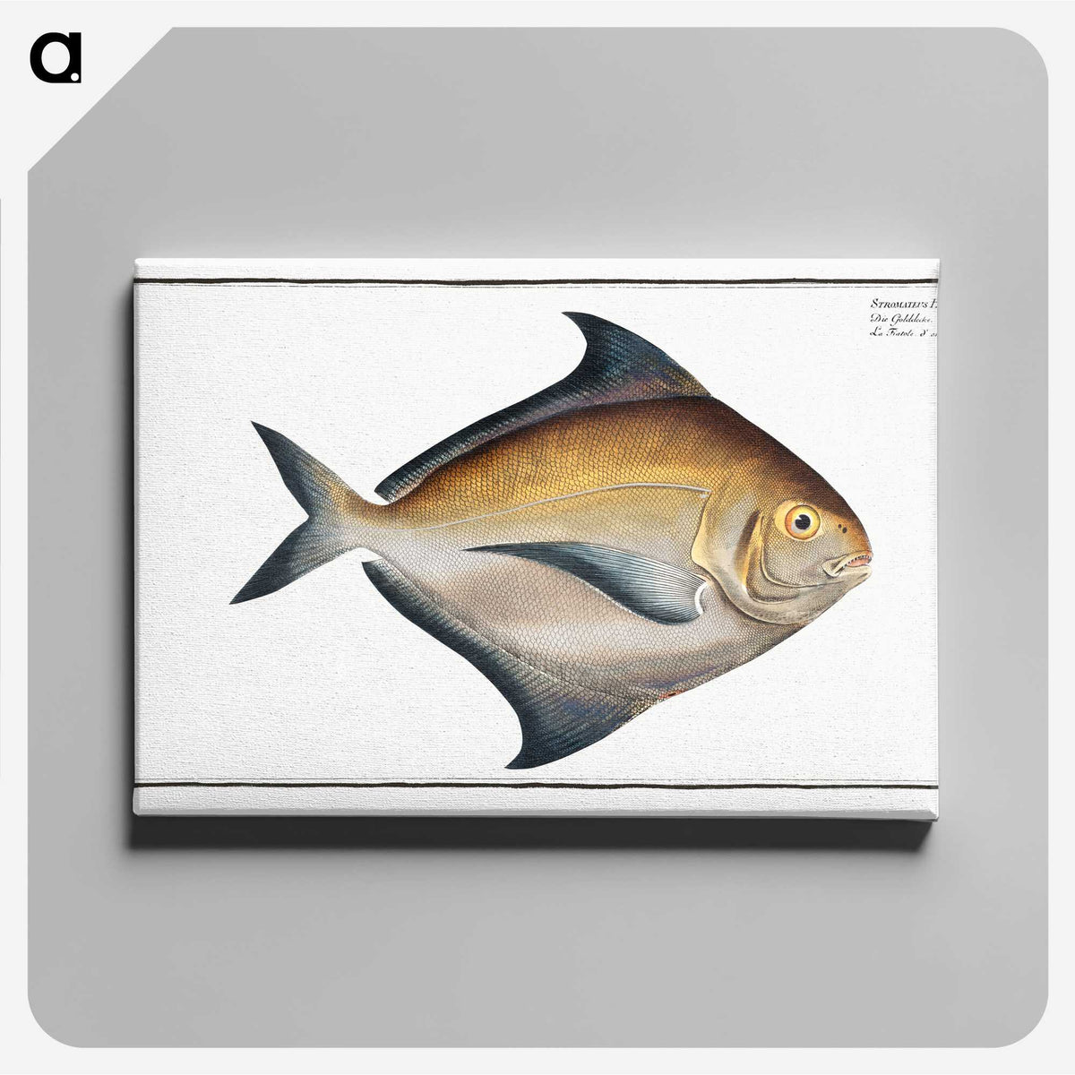 3-43_Ichtyologie-ou-Histoire-naturelle_canvas