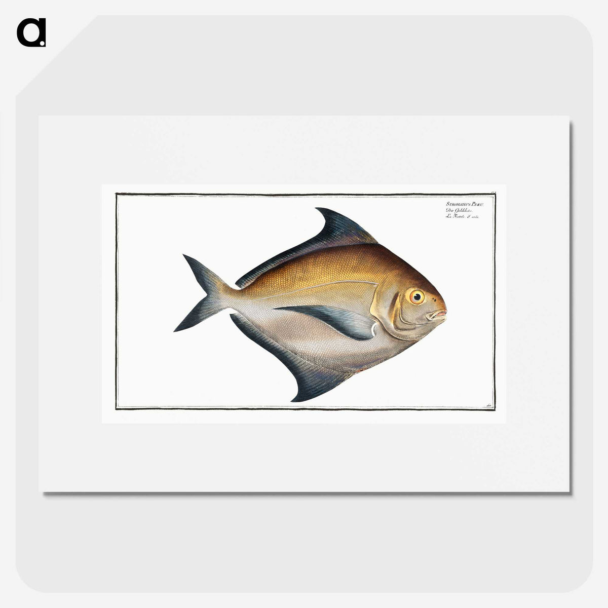 3-43_Ichtyologie-ou-Histoire-naturelle_picture