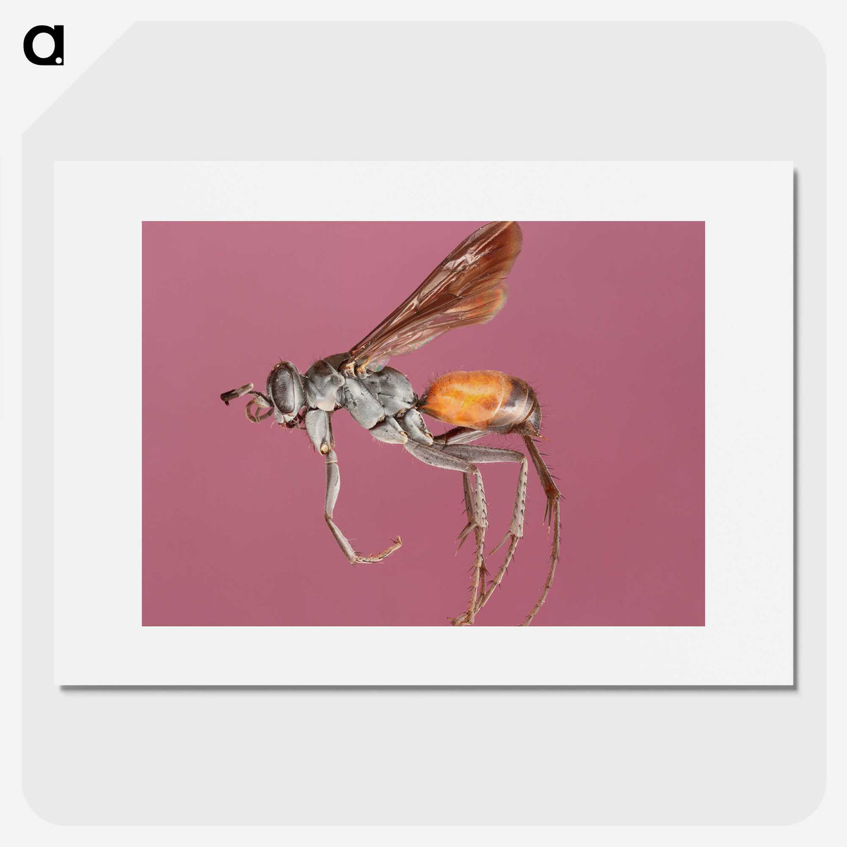 3-43_Insects-Unlocked-Project_picture