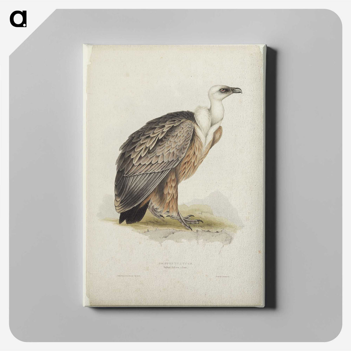 3-43_John-Gould_canvas
