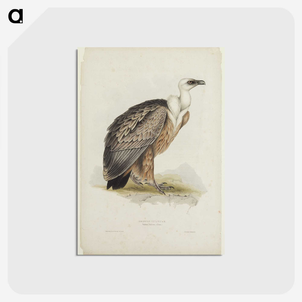3-43_John-Gould_postcard