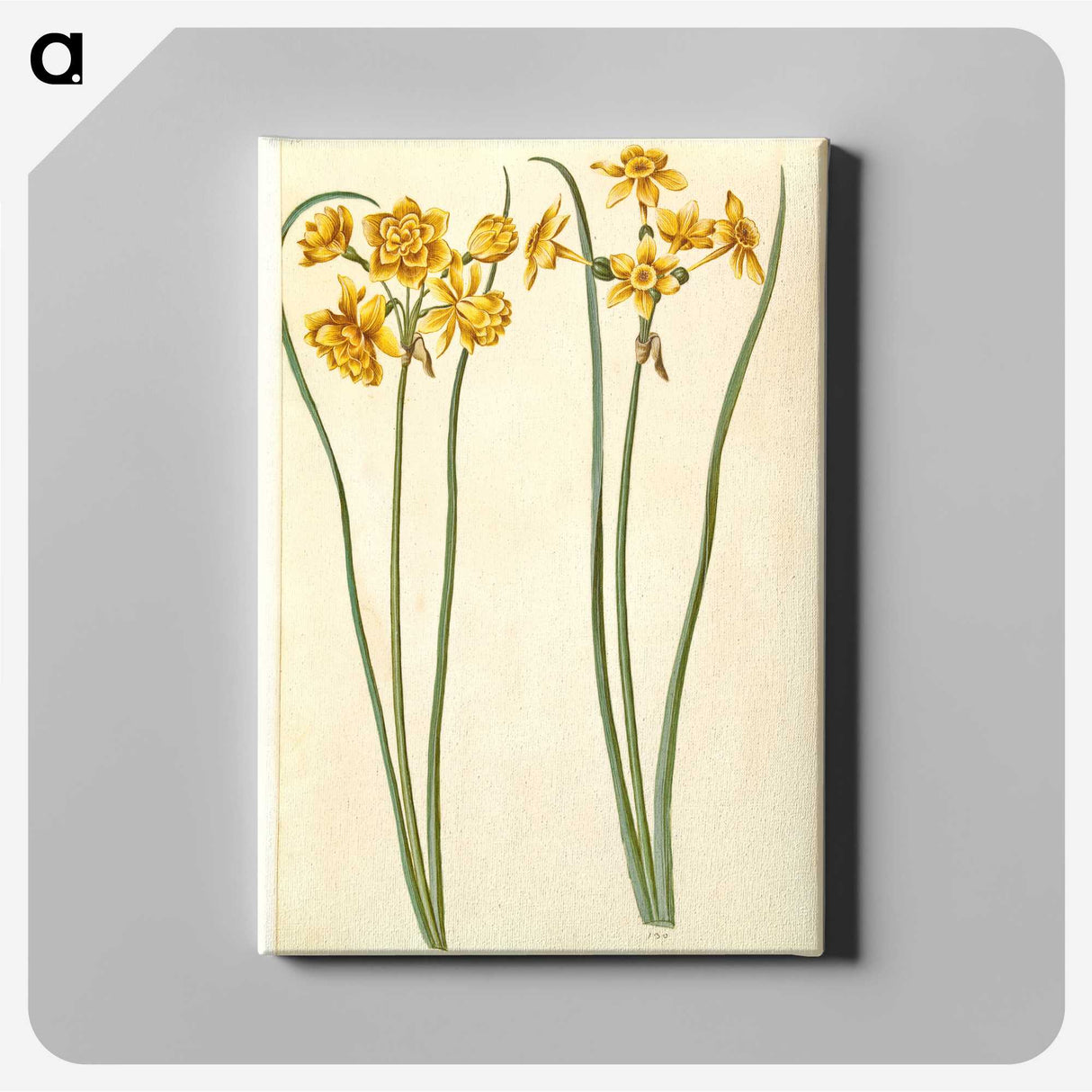 3-43_Maria-Sibylla-Merian_canvas