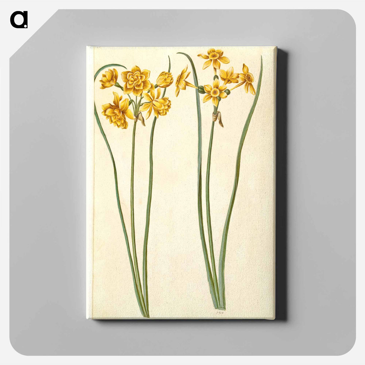 アートパネル-Narcissus jonquilla
- マリア ジビーラ メーリアン Canvas.